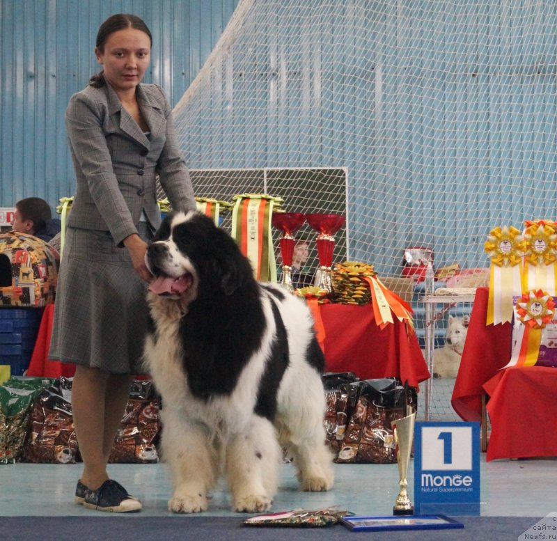 Фото: ньюфаундленд Fluffy Avalanch Surpassing All Expektations (Флюфи Аваланч Сурпассинг Алл Експестатионс), Kseniya Naumova (Ксения Наумова)