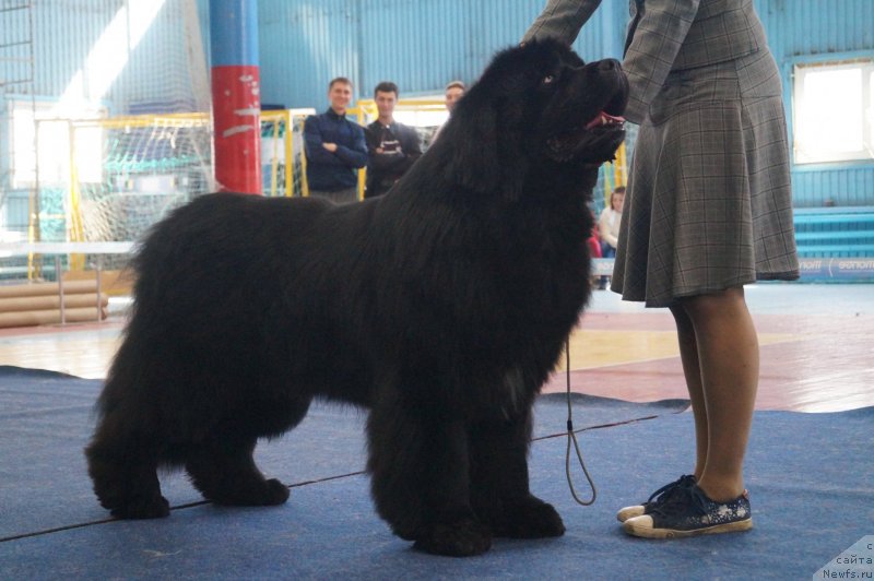 Фото: ньюфаундленд Goryachiy Poceluy iz Arkaima (Горячий Поцелуй из Аркаима)