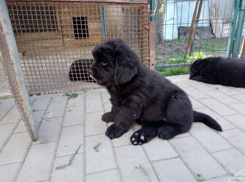 Фото: ньюфаундленд Amina'c First Toy (Аминас Фест Той), ньюфаундленд Amina'c First Toy (Аминас Фест Той)