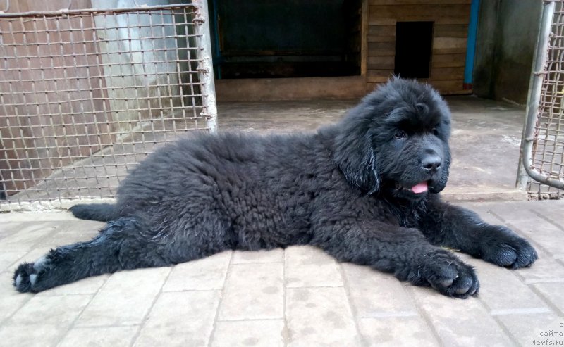 Фото: ньюфаундленд Amina'c First Toy (Аминас Фест Той)