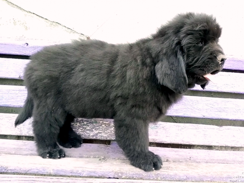 Фото: ньюфаундленд Amina'c First Toy (Аминас Фест Той), ньюфаундленд Amina'c First Toy (Аминас Фест Той)