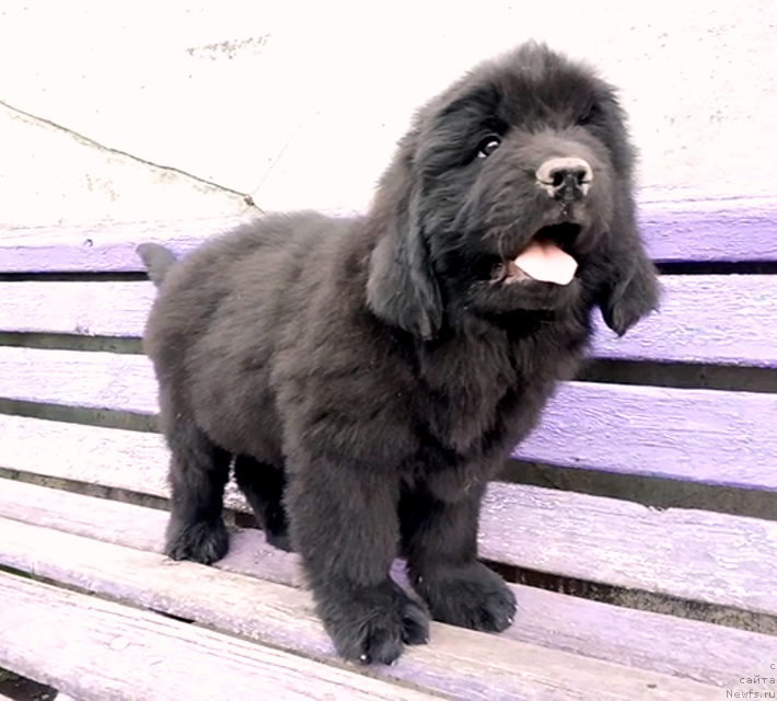 Фото: ньюфаундленд Amina'c First Toy (Аминас Фест Той), ньюфаундленд Amina'c First Toy (Аминас Фест Той)