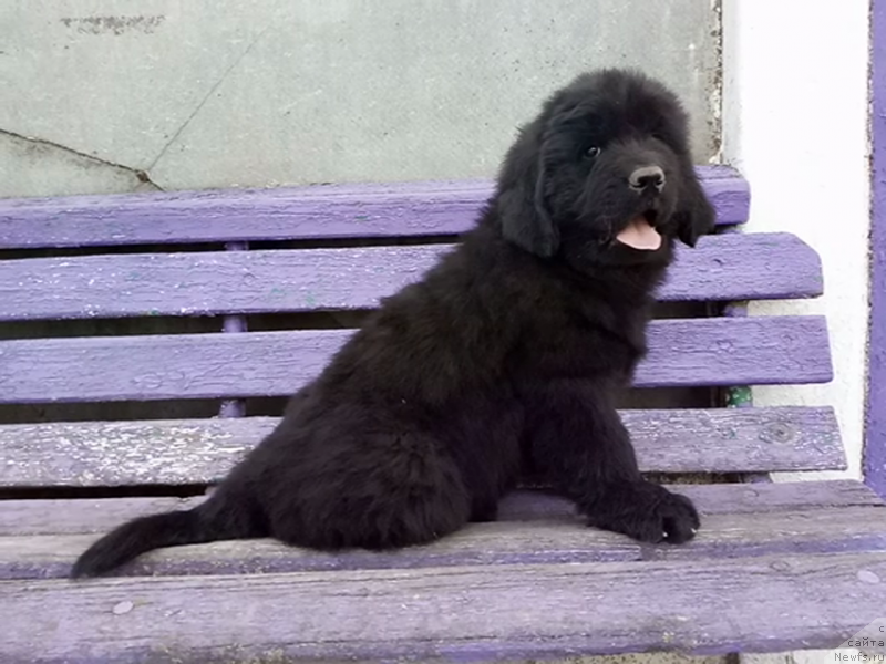 Фото: ньюфаундленд Amina'c First Toy (Аминас Фест Той), ньюфаундленд Amina'c First Toy (Аминас Фест Той)