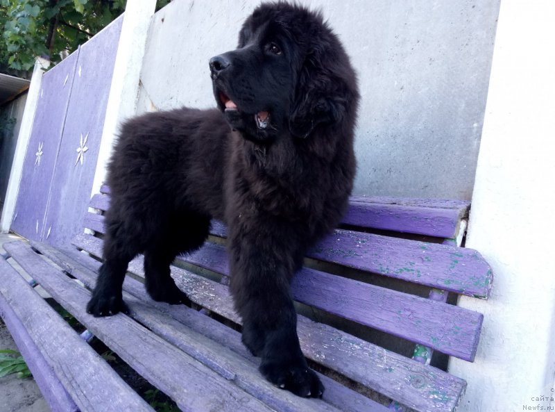 Фото: ньюфаундленд Amina'c First Toy (Аминас Фест Той), ньюфаундленд Amina'c First Toy (Аминас Фест Той)