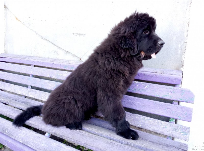 Фото: ньюфаундленд Amina'c First Toy (Аминас Фест Той), ньюфаундленд Amina'c First Toy (Аминас Фест Той)