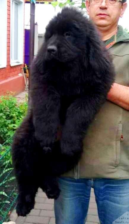 Фото: ньюфаундленд Amina'c First Toy (Аминас Фест Той), ньюфаундленд Amina'c First Toy (Аминас Фест Той)