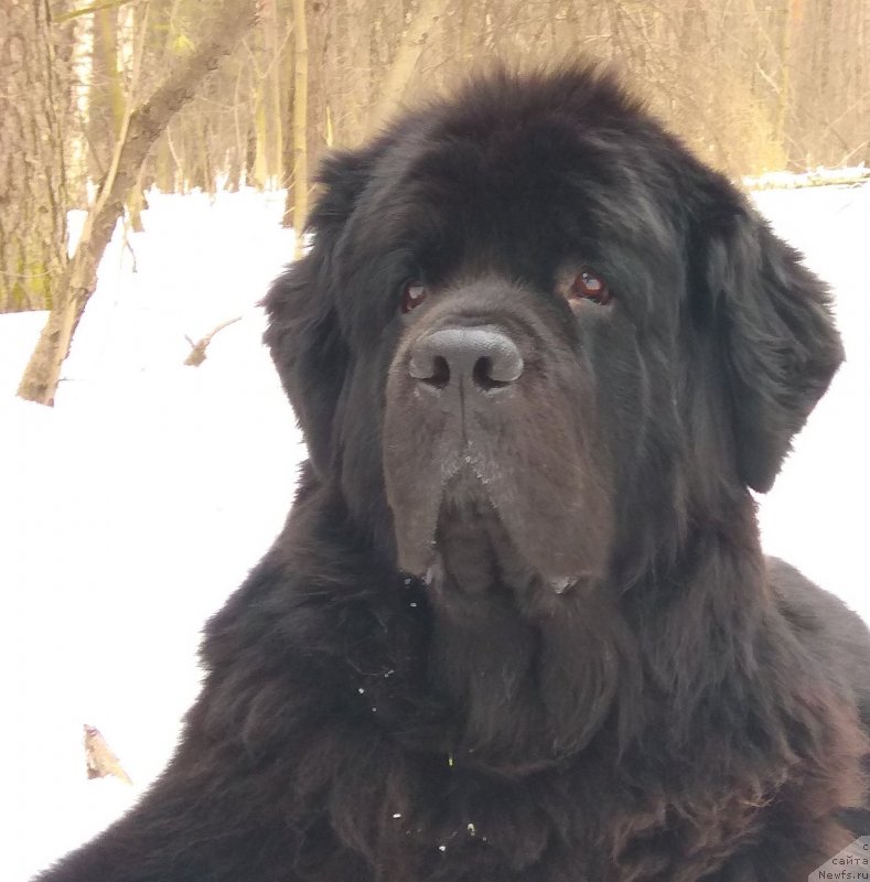 Фото: ньюфаундленд Chernyj Chank s Berega Dona (Черный Чанк с Берега Дона)