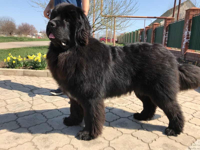 Фотография № 235185