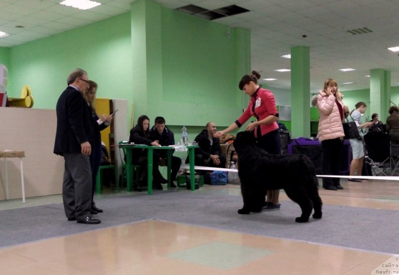 Фото: ньюфаундленд Amina'c First Toy (Аминас Фест Той)