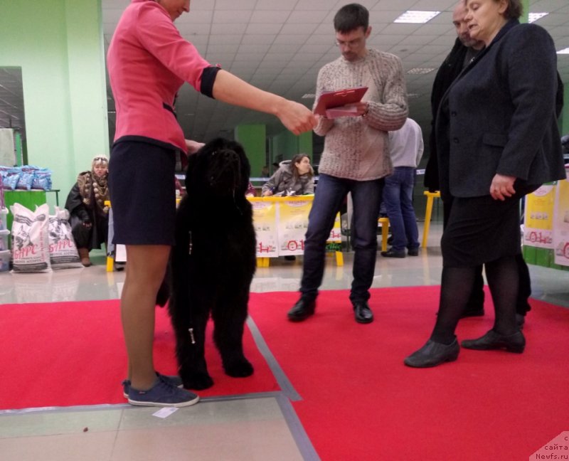 Фото: ньюфаундленд Amina'c First Toy (Аминас Фест Той)