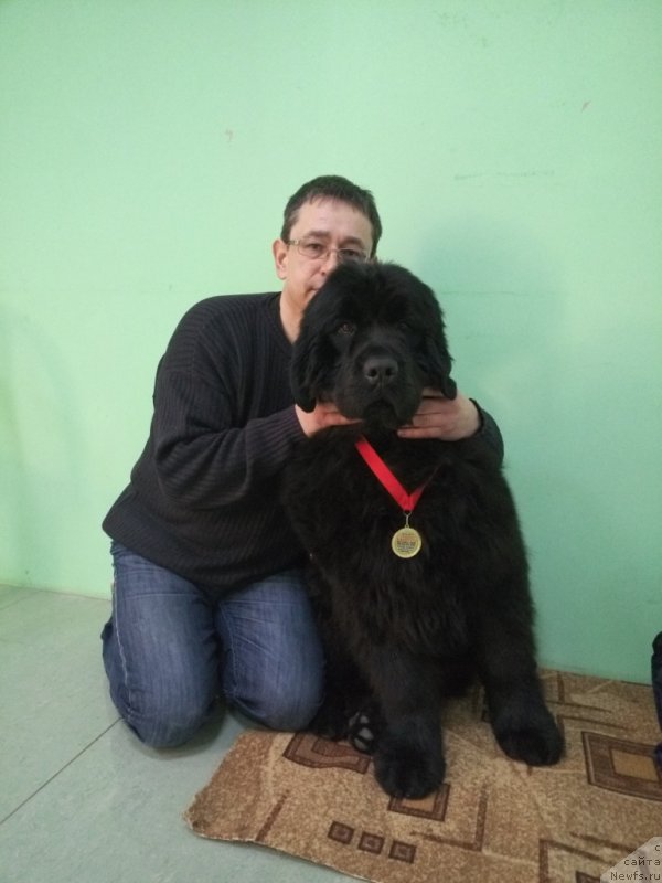 Фото: ньюфаундленд Amina'c First Toy (Аминас Фест Той)