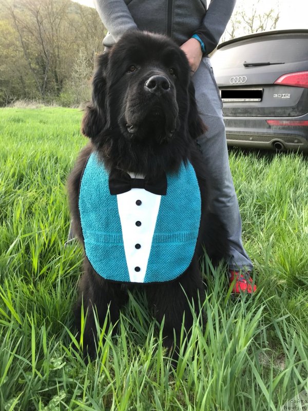 Фото: ньюфаундленд Aquatoriya Kelvin Navigator (Акватория Келвин Навигатор)