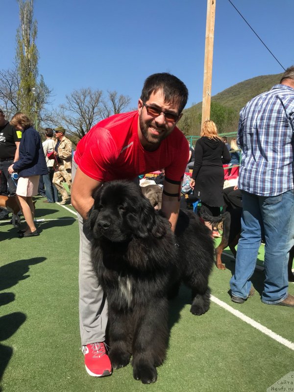 Фото: ньюфаундленд Aquatoriya Kelvin Navigator (Акватория Келвин Навигатор), Mihail Kopyitenko (Михаил Копытенко)