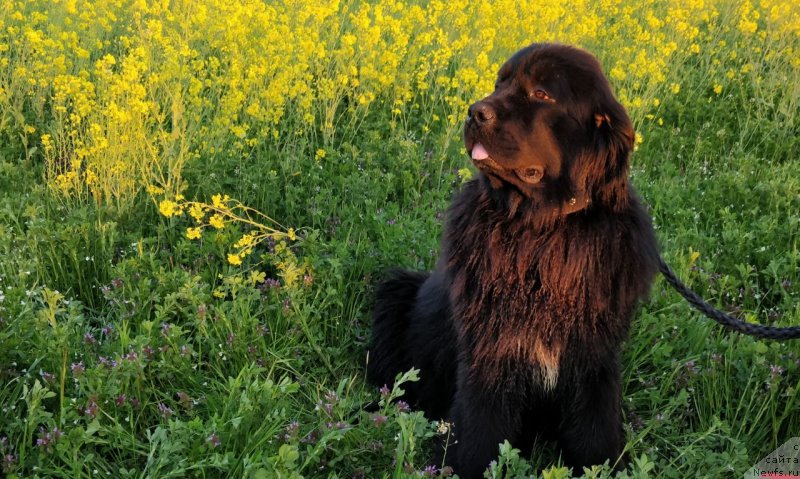 Фото: ньюфаундленд Aquatoriya Kelvin Navigator (Акватория Келвин Навигатор)