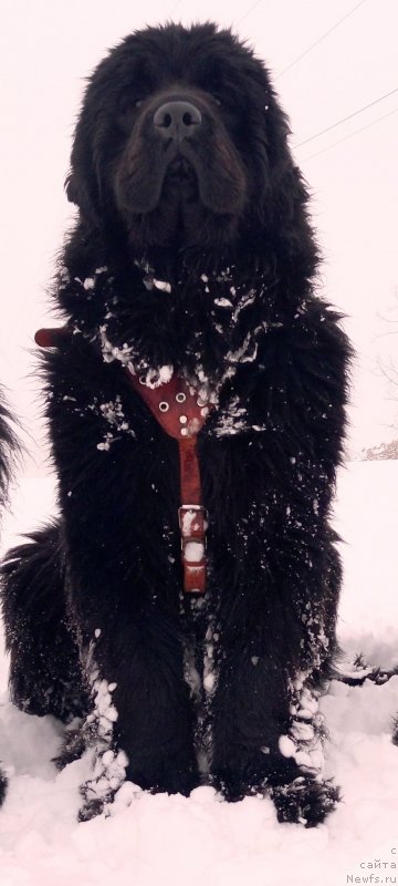 Фото: ньюфаундленд Amina'c First Toy (Аминас Фест Той)