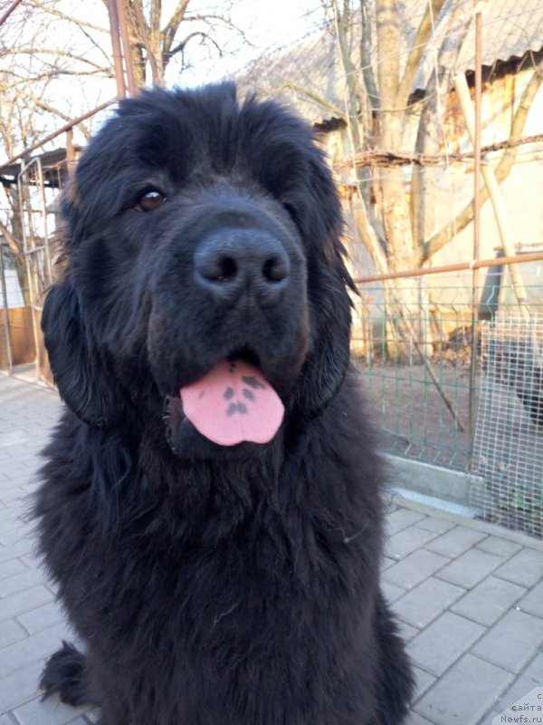 Фото: ньюфаундленд Amina'c First Toy (Аминас Фест Той)