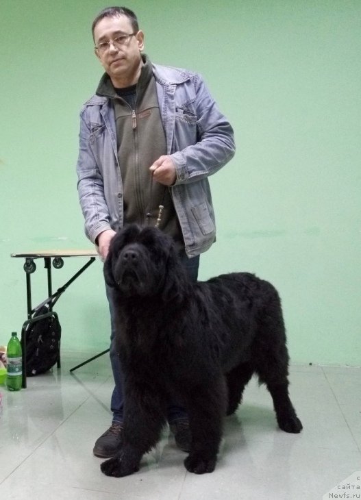 Фото: ньюфаундленд Amina'c First Toy (Аминас Фест Той)