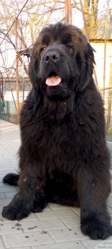 Фото: ньюфаундленд Amina'c First Toy (Аминас Фест Той)