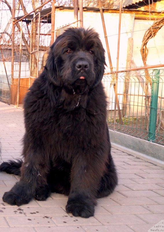 Фото: ньюфаундленд Amina'c First Toy (Аминас Фест Той)