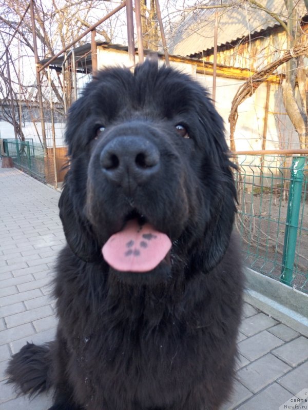 Фото: ньюфаундленд Amina'c First Toy (Аминас Фест Той)