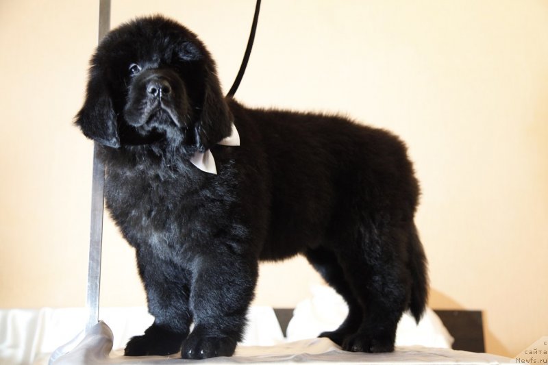 Фото: ньюфаундленд Perl of Sia Dips Jizel' (Перл оф Сиа Дипс Жизель)