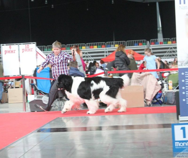 Фото: ньюфаундленд Super Premium Zhodo Ferolli (Супер Премиум Жодо Феролли)