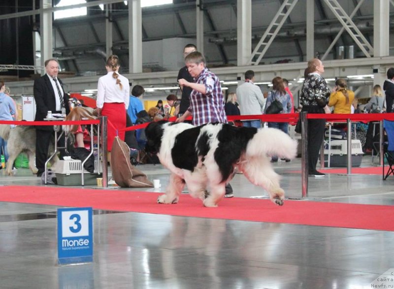 Фото: ньюфаундленд Super Premium Zhodo Ferolli (Супер Премиум Жодо Феролли)