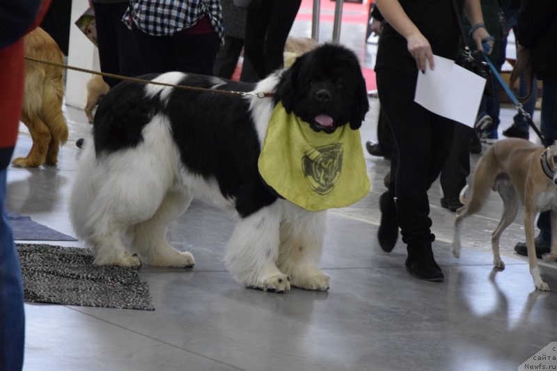 Фото: ньюфаундленд Super Premium Zhodo Ferolli (Супер Премиум Жодо Феролли)