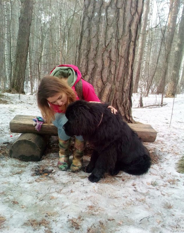 Фото: ньюфаундленд Chakra iz Plemeni Kedra (Чакра из Племени Кедра)