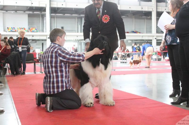 Фото: ньюфаундленд Super Premium Zhodo Ferolli (Супер Премиум Жодо Феролли)