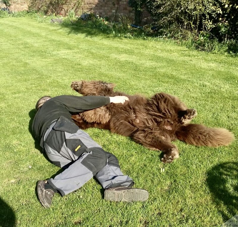 Фото: ньюфаундленд Nobl King May Lord Simba (Нобл Кинг Май Лорд Симба)