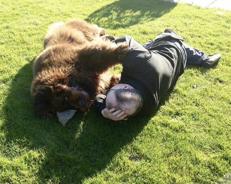 Фото: ньюфаундленд Nobl King May Lord Simba (Нобл Кинг Май Лорд Симба)