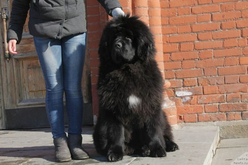 Фото: ньюфаундленд Barby iz Zamka Melvin (Барби из Замка Мелвин), ньюфаундленд Barby iz Zamka Melvin (Барби из Замка Мелвин)