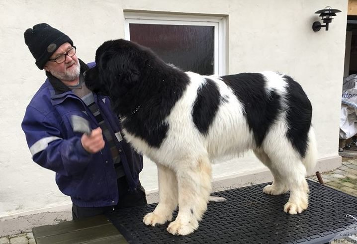 Фото: ньюфаундленд Akvian Song Teyyat Prior (Аквиан Сонг Тейят Приор)