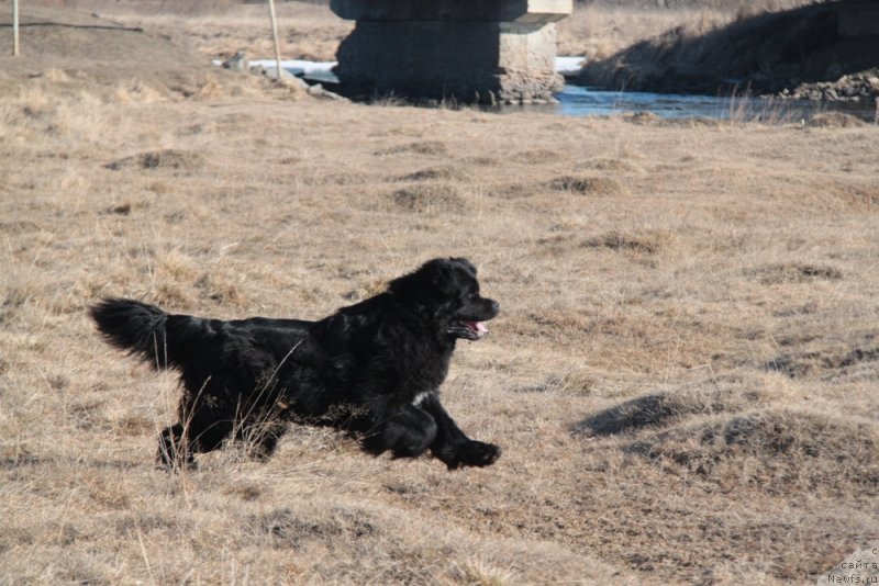 Фото: ньюфаундленд Akvian Song Lavatera (Аквиан Сонг Лаватера)