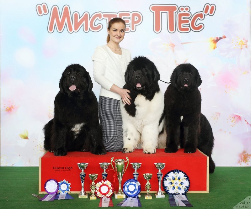 Фото: Kseniya Novikova (Ксения Новикова), ньюфаундленд Akvian Song Lavatera (Аквиан Сонг Лаватера), ньюфаундленд Oukaya Forever Le Grand Ami for-Akvian Song, ньюфаундленд Akvian Song Tequila Gold (Аквиан Сонг Текила Голд)