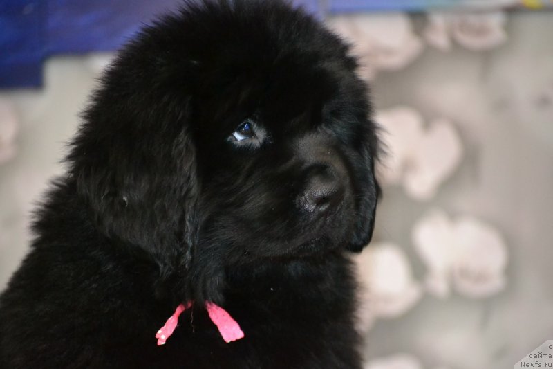 Фото: ньюфаундленд Nikol Yarkaya Zvezda (Николь Яркая Звезда)