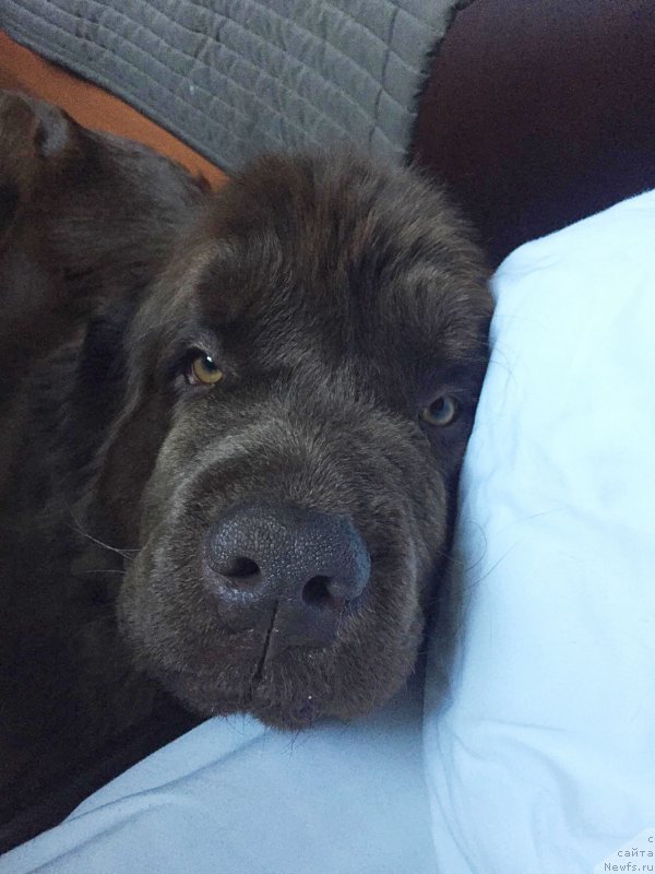 Фото: ньюфаундленд Naomi Tagoliri for Brouwnblood (Наоми Таголири фор Браунблад)