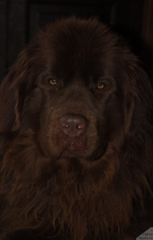 Фото: ньюфаундленд Super Bizon Simfoniya (Супер Бизон Симфония)