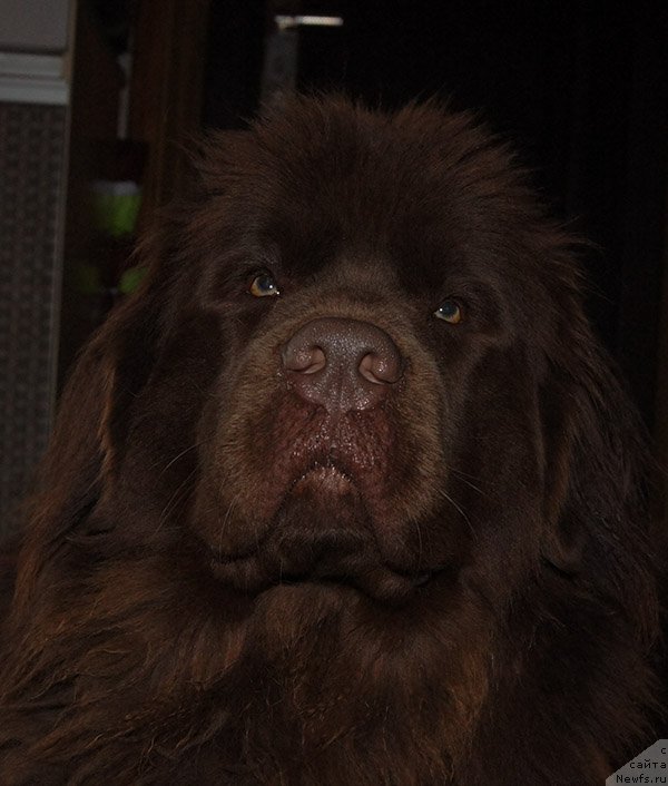 Фото: ньюфаундленд Super Bizon Simfoniya (Супер Бизон Симфония)