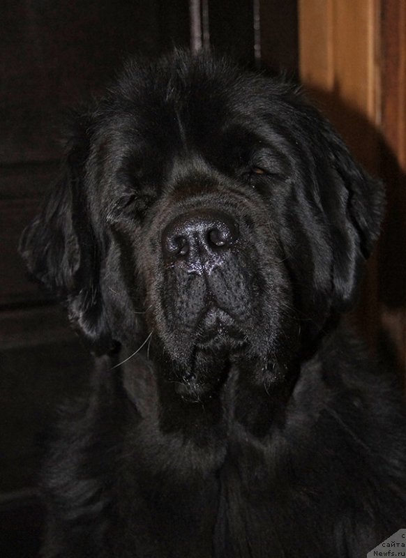 Фото: ньюфаундленд Super Bizon Ollisiya (Супер Бизон Оллисия)