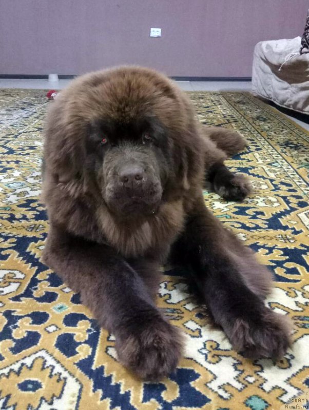 Фото: ньюфаундленд Super Bizon Urban Princess (Супер Бизон Урбан Принцесс)