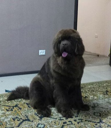 Фото: ньюфаундленд Super Bizon Urban Princess (Супер Бизон Урбан Принцесс)