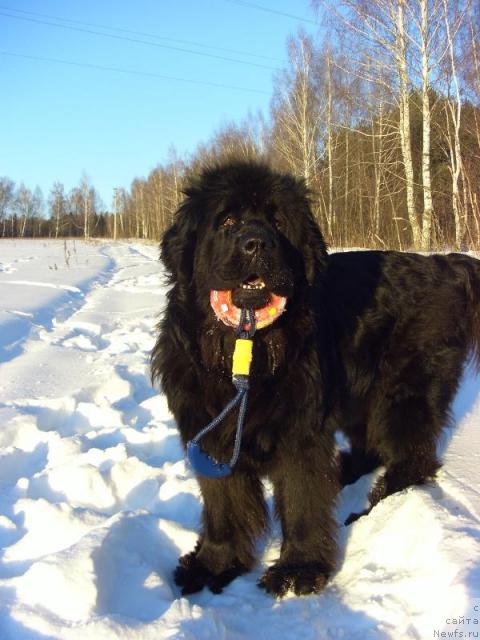 Фото: ньюфаундленд Akin Soul Sofiya (Акин Соул София)