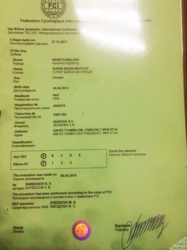 Фото: ньюфаундленд Super Bizon Matil'da (Супер Бизон Матильда)