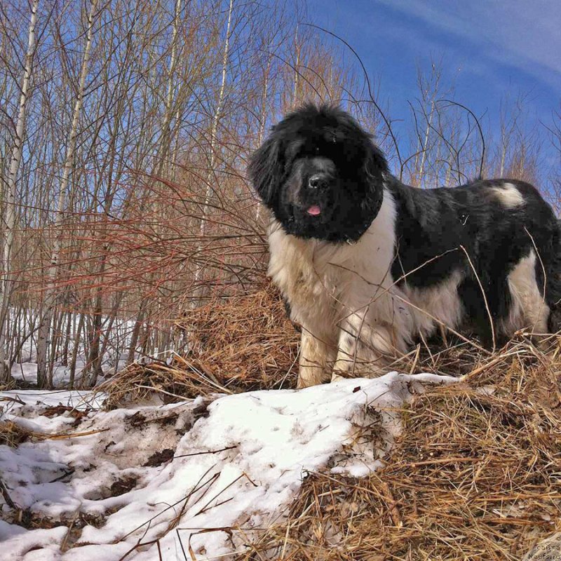 Фото: ньюфаундленд Super Bizon Matil'da (Супер Бизон Матильда)