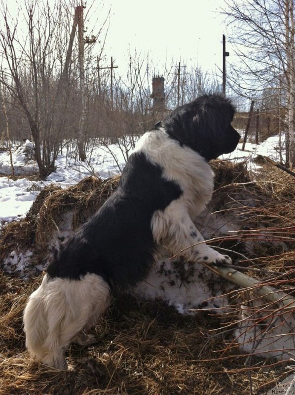 Фото: ньюфаундленд Super Bizon Matil'da (Супер Бизон Матильда)