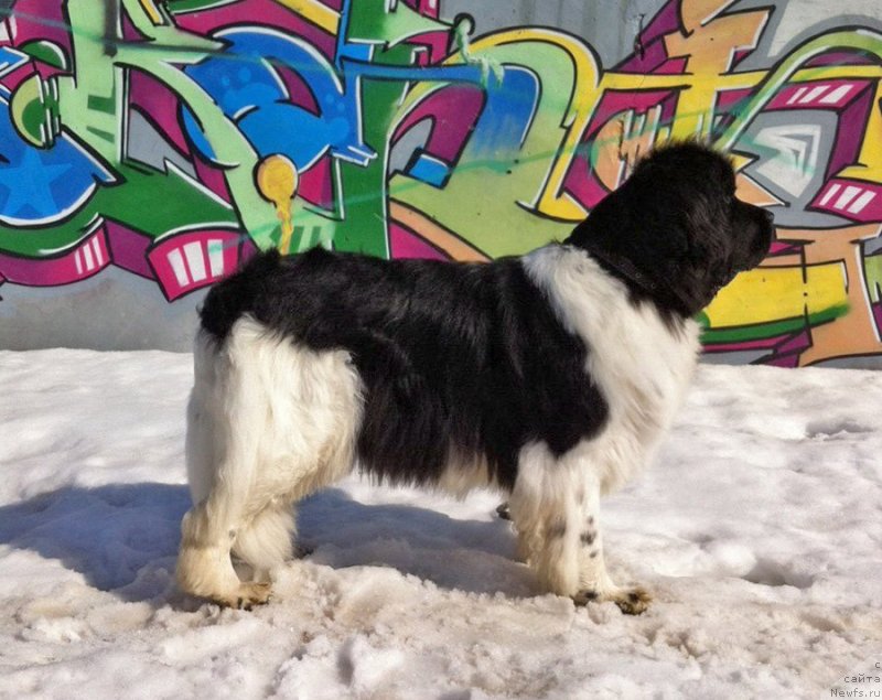 Фотография № 235261