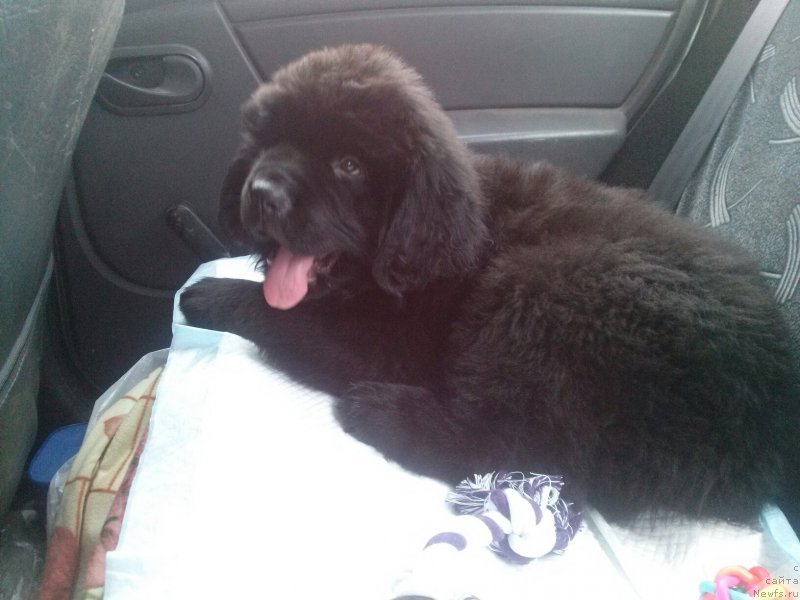 Фото: ньюфаундленд Perl of Sia Dips Jerar (Перл оф Сиа Дипс Жерар)