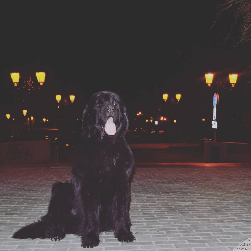 Фото: ньюфаундленд Aknolidzh Akela (Акнолидж Акела)